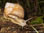 Roman Snail (Helix pomatia) Graham Carey